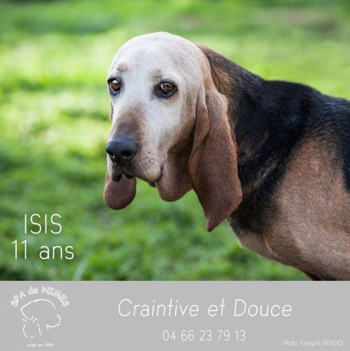 ISIS - x bruno du jura 13 ans - Refuge Les Murailles à Nimes (30) 500_4e28a03dbed51384f4e9c1c12d4e16d5