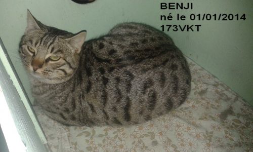 Adoption De Benji Tigre A Points Gris Clair Au Beau Regard Doux Moyen Chat Chat Domestique Poil Court Region Languedoc Roussillon