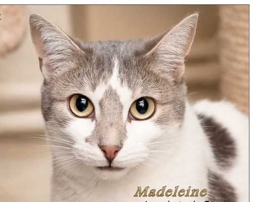 chat sexe la madeleine