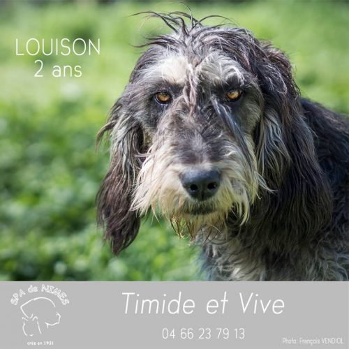 LOUISON - x griffon bleu de Gascogne 6  ans  (5 ans de refuge) - Refuge Spa Les Murailles à Nimes (30) 500_70962e6137f73a889e38ecb2c5c0cf86