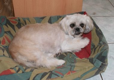 Adoption De Uthah Sos Petit Chien Shih Tzu Région Rhône Alpes