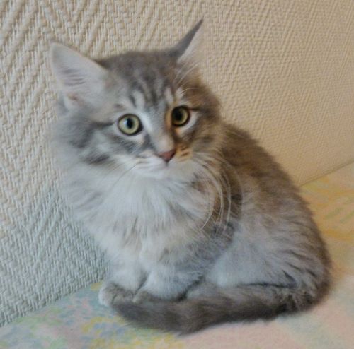 Adoption De Silver Grand Chat Maine Coon Region Hauts De France