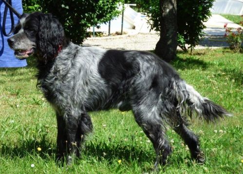 Adoption De Ulysse Moyen Chien Epagneul Picard Region Aquitaine