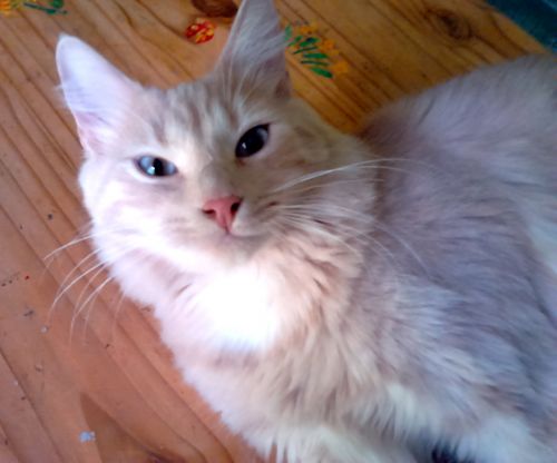 Adoption De Hermes Grand Chat Angora Turc Region Pays De La Loire