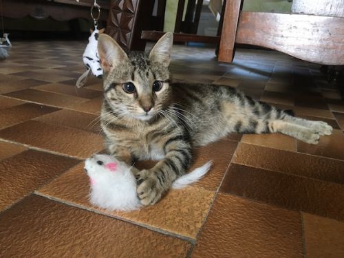 Adoption De Mickey Superbe Marbre Noir Malvoyant Chat D Appartement Moyen Chat Europeen Region Languedoc Roussillon