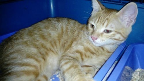 Adoption De Abricot Chaton Aux Yeux Vairons Petit Chat Europeen Region Languedoc Roussillon