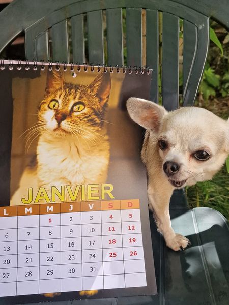 Les calendriers arrivent !