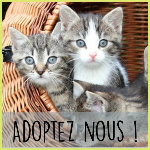 Chatons Sans Toi