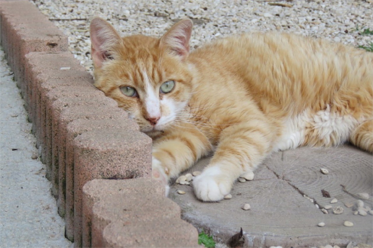 Les pattounes de Claye-Souilly