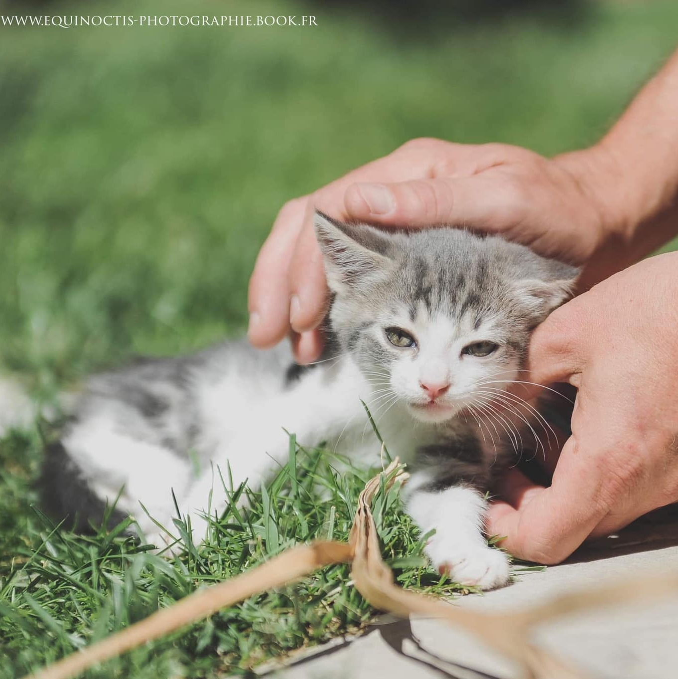 Le chat libre de Viviers