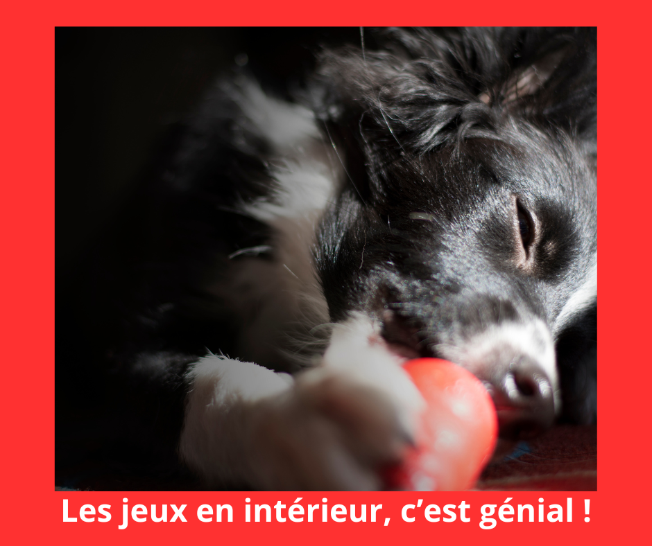 On vous dit tout : des activités possibles avec son chien en intérieur